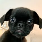 gogogriffon profile picture