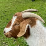 goldbergjim profile picture