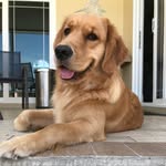 golden.molls profile picture
