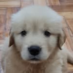 golden.pankeka profile picture