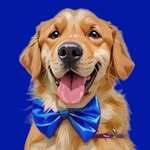 golden.terriever profile picture