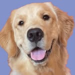 goldenbearollie profile picture