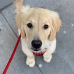 goldenbrody_theretriever profile picture