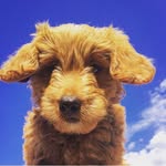 goldendoodlesofinsta profile picture