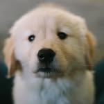 goldengatewaffles profile picture