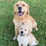 goldengirl_xena profile picture