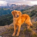 goldenmase profile picture