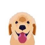 goldenretrievers profile picture