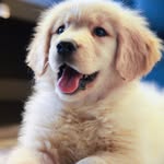 goldens_glee profile picture