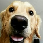 goldenturbo profile picture