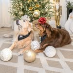 goldieandaussie profile picture
