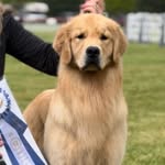 goldiva_goldens profile picture