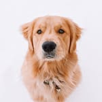 goldnenzo profile picture