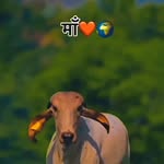 golu_jangra16 profile picture