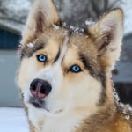 gonetothesnowdogs profile picture