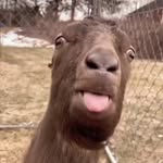 gonguraapachadii profile picture