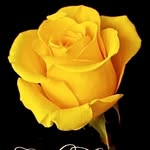 goniana092 profile picture