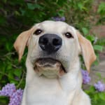 good.boy.tato profile picture