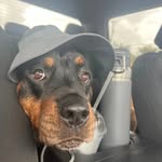 goodboydjango profile picture