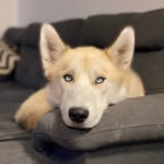 goodboy_kado profile picture