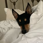 goodboy_leo_ profile picture