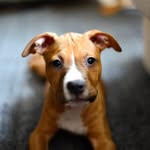 good_boy_lloyd profile picture