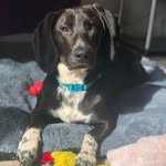 good_boy_otis_ profile picture