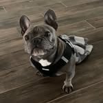 goodboyrocky1 profile picture