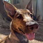 goodboyscout22 profile picture