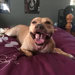 goodkarma_inmemoryof profile picture
