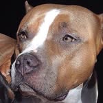 goodlifebullys profile picture