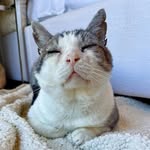 good_life_potato profile picture