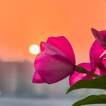 good_morning_picture profile picture