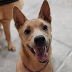 goofy.dogdog profile picture