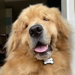 googlethegolden profile picture
