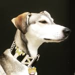goose_greyhound profile picture