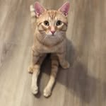 goose_the_handicat profile picture