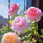 gopalsancbe profile picture