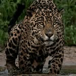 gopikataria9410 profile picture
