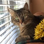 gorda_the_cat profile picture
