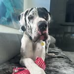 gotgreatdane profile picture