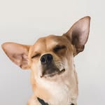 goudaboy profile picture