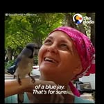 gracie_the_bluejay profile picture