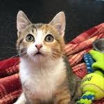 gracie_the_kitten_that_could profile picture