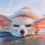 grannythefox profile picture