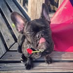 granolathefrenchie profile picture