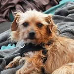 gratefuldogsrescue25 profile picture