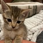 gratefulpawsnj profile picture