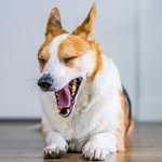 gravy_thecorgi profile picture