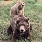 grbbrescue profile picture